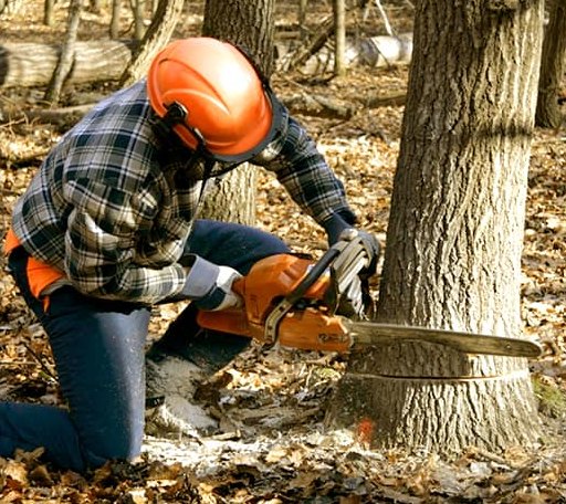 Tree Removal in Mitchell, GA